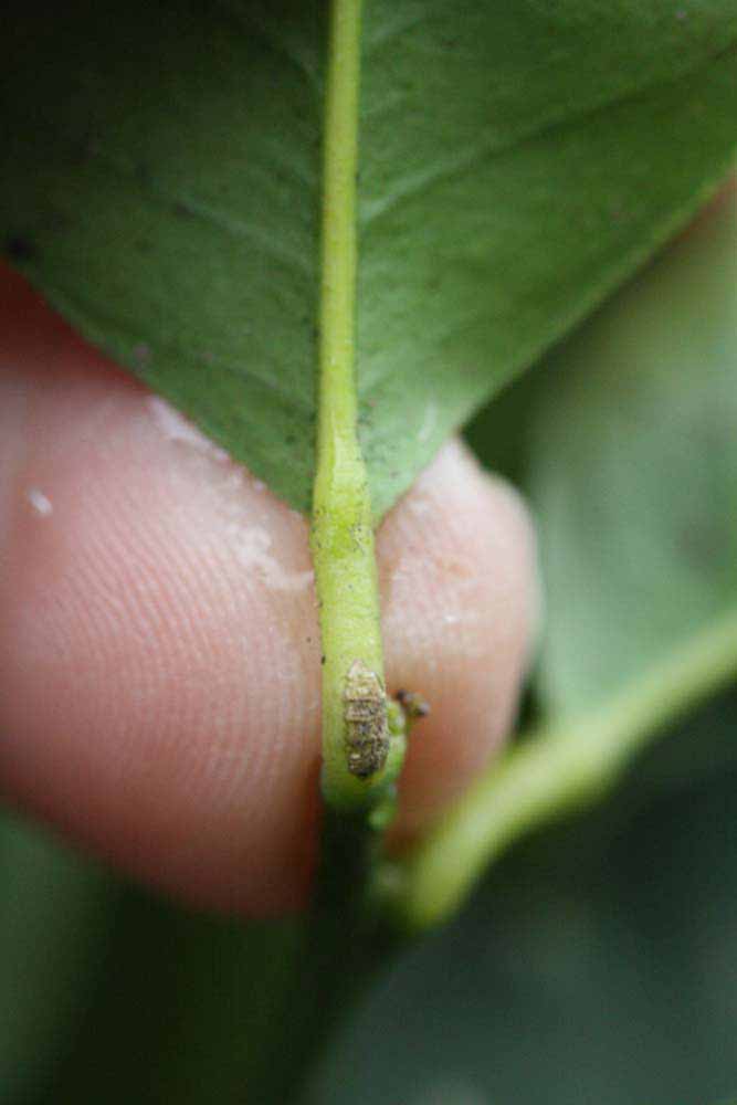              Petiole (Limoneira, Riverside, CA)       